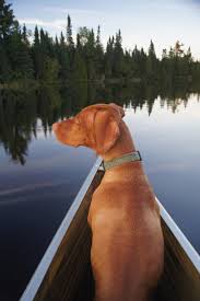 No vizsla's were found in the for sale catergory. Adventure Dogs A Rough Riding Boundary Waters Ready Vizsla Dog Adventure Vizsla Vizsla Dogs