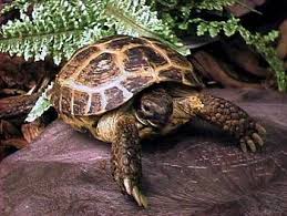 Russian Tortoise Steppe Or 4 Toed Tortoise Agrionemys Horsfieldii Schildkrote