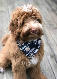 All the puppies from the litter have been reserved. Easy Diy Pet Bandana Amy Latta Creations