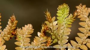 Image result for Selaginella chevalieri