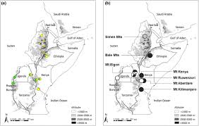 Image result for Carex runssoroensis