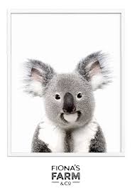 Koala Art Print By Fionas Farm Koala Art Prints Animal Wall Art