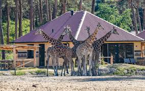 2,523 likes · 19 talking about this · 4,089 were here. Safari Resort Beekse Bergen Bungalows Nl