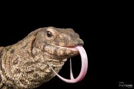 100+ vectors, stock photos & psd files. Photo Ark Home Portrait Of A Dumeril S Monitor Lizard National Geographic Society