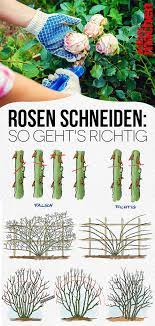 Worauf du beim rosen schneiden achten solltes. Rosen Richtig Schneiden So Bekommen Deine Rosen Noch Mehr Bluten Garten Bepflanzen Garten Anpflanzen Garten