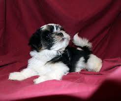 Teddy bear puppies rescue wisconsin. Teddy Bear Puppy Rescue Wisconsin