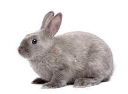 Rabbits As Classroom Pets Education Grants