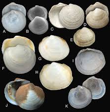 Image result for Leucosphaera