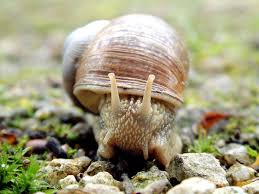 Escargots D Aquarium 5 Astuces Pour Limiter Leur Developpement