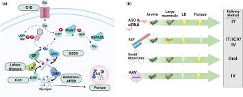 The multifaceted roles of the brain glycogen