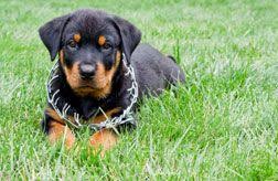 This Handy Rottweiler Puppy Growth Chart Can Help Answer