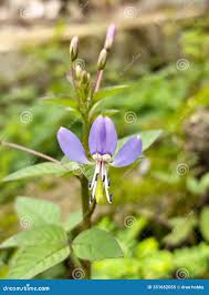 Image result for Cleome rutidosperma