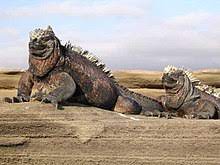 El feo bicho se llama ajolote y fue una deidad azteca. Endemismo Wikipedia La Enciclopedia Libre