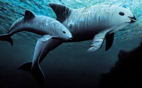 Less than 30 vaquitas remain in the wild, and entanglement in gillnets is driving the species toward extinction. Vaquita Violence Fishermen Sabotage Efforts