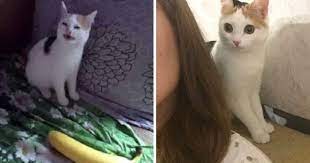 Angry No Banana Cat Is All Grown Up 9gag