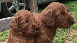 Dog town pups puppies of standard poodles and doodles. Irish Doodle Puppies And Sheepadoodle Puppies In North Carolina By Oak Hill Farm Doodles