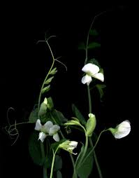 36417 Pisum Sativum Var Macrocarpon Flowers Photography Forest Flowers Flower Photos