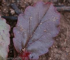 Image result for Hermannia depressa