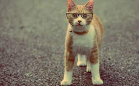 Cat wallpapers, backgrounds, images— best cat desktop wallpaper sort wallpapers by: Free Download Funny Cat Wallpaper Funny Cat Desktop Backgrounds 1920x1200 For Your Desktop Mobile Tablet Explore 76 Funny Kittens Wallpaper Funny Kitten Wallpaper And Screensavers Funny Cat Christmas Wallpaper