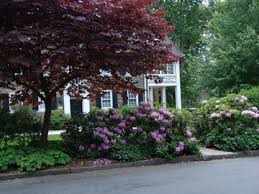 The purpureum elegans rhododendron is a great selection for using in borders, hedges, woodland gardens, or foundation plantings. Is It A Rhododendron Or Azalea Scott Arboretum