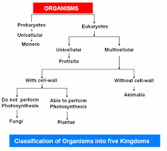 23 Thorough Plant Kingdom Classification Chart For Kids