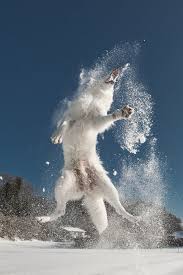 I Had The Idea To Make My Dog Fly So I Lay Down Into The Snow And My Friend Was Throwing Snow To My Dog In This Perspective H Wolf Dog