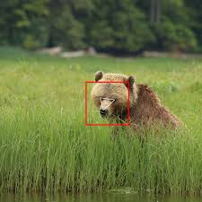 Senior writer larry mayer ranks the bears' top 10 week 1 wins he's witnessed since he began covering the team in 1992. Training Facial Recognition On Some New Furry Friends Bears The New York Times