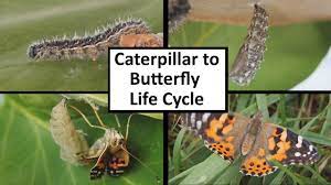Caterpillar To Butterfly Life Cycle Youtube