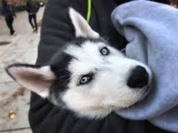 91 Begenme 3 Yorum Instagram Da Cos2be Cos2be Am Huskies Big Fans Pup Instagood Animal Dogstagram Lovepuppies Instadog Husky Puppy Husky Puppies