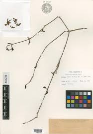 Image result for Magnistipula sapinii