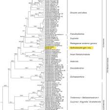 Image result for Dissotis pachytricha