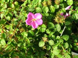 Image result for Dissotis multiflora