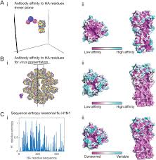 Subtypes of influenza a are differentiated mainly on the basis of two surface antigens (foreign proteins)— hemagglutinin (h) and neuraminidase (n). Viral Surface Geometry Shapes Influenza And Coronavirus Spike Evolution Through Antibody Pressure Biorxiv