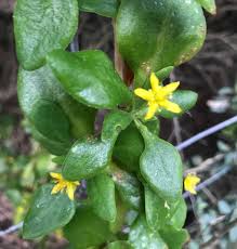 Image result for Tetragonia spicata