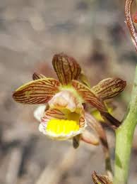 Image result for Eulophia clitellifera