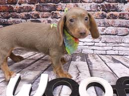 We are the home of quality akc registered miniature dachshunds. Miniature Dachshund Dog Female Long Haired Blue Isabella Tan 3017202 Petland Wichita Ks