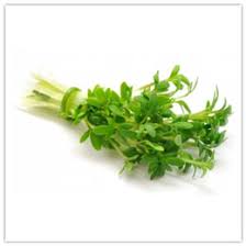 When we neglect to consume purslane seeds, we are missing out on critical. Purslane Health Benefits Dukan Slimming Secrets