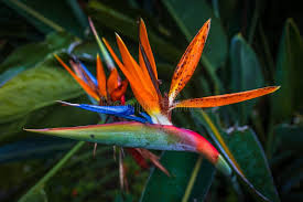 Image result for Strelitziaceae