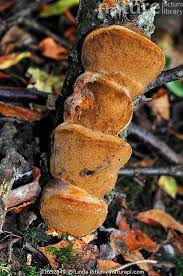 Image result for Phellinus pomaceus