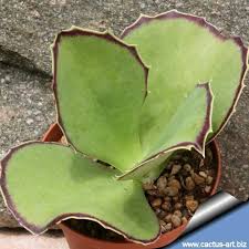 Kalanchoe Sinsepala Succulents Succulent Landscaping Cacti And Succulents