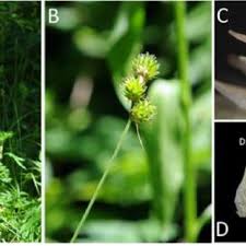 Image result for Scleria catophylla