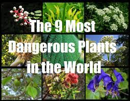 What Are The World S Most Dangerous Plants