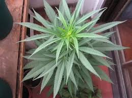 However, if the grow lights are too close above plants, they can cause wider, more sprawling growth or can even damage the plant. Vegetative Stage In Cannabis Plants
