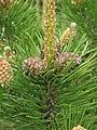 Media in category pinus mugo (cultivars). Category Pinus Mugo Cultivars Wikimedia Commons
