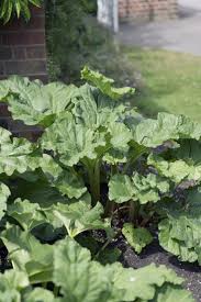 Rhubarb For Aphids Check More At Https Tomaten Vasepin Site Rhubarb For Aphids Rhabarber Pflanzen Schadlinge Im Garten Eingezaunter Gemusegarten
