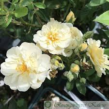 We did not find results for: Mme Alfred Carriere Kletterrosen