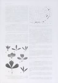 Image result for Cliffortia nitidula