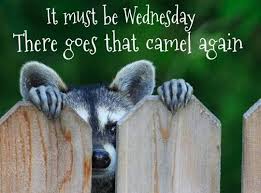 Dec 21, 2017 · the latest tweets from bleacher nation cubs (@bleachernation). Wednesday Morning Funny Quotes For Work Pin On Quotes Dogtrainingobedienceschool Com