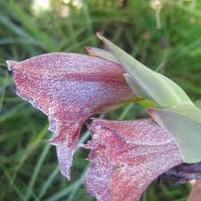 Image result for Gladiolus ecklonii