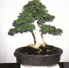 Bonsai Mirten Malphigia Coccigera Winner Juara Bonsai Perdu Tanaman
